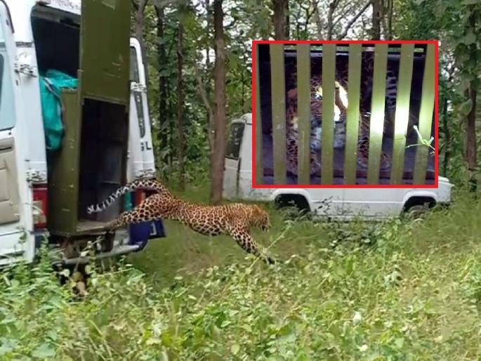 Nagpur | troublesome female leopard of Koradi area finally caged | कोराडी परिसरात धुमाकूळ घालणारी मादी बिबट अखेर जेरबंद Nagpur | troublesome female leopard of Koradi area finally caged | कोराडी परिसरात धुमाकूळ घालणारी मादी बिबट अखेर जेरबंद