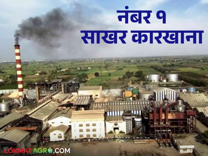 Best Sugar Factory : This factory became the best sugar factory in the state due to its high quality and sugarcane rate | Best Sugar Factory : उच्चांकी गाळप व दरामुळे हा कारखाना ठरला राज्यातील बेस्ट शुगर फॅक्टरी Best Sugar Factory : This factory became the best sugar factory in the state due to its high quality and sugarcane rate | Best Sugar Factory : उच्चांकी गाळप व दरामुळे हा कारखाना ठरला राज्यातील बेस्ट शुगर फॅक्टरी
