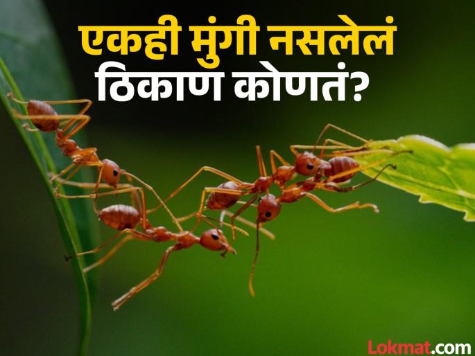World largest island with no ants know strange reason | जगातील एक असं ठिकाण जिथे चुकूनही आढळत नाही मुंग्या, पाहा काय आहे याचं नेमकं कारण World largest island with no ants know strange reason | जगातील एक असं ठिकाण जिथे चुकूनही आढळत नाही मुंग्या, पाहा काय आहे याचं नेमकं कारण
