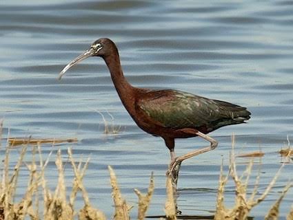 no migrations in this winter to Meherun Lake form the indian and foreign birds | दरवर्षी हिवाळ्यात स्थलांतर करून येणाºया देशी-विदेशी पक्ष्यांची मेहरूण तलावाकडे पाठ no migrations in this winter to Meherun Lake form the indian and foreign birds | दरवर्षी हिवाळ्यात स्थलांतर करून येणाºया देशी-विदेशी पक्ष्यांची मेहरूण तलावाकडे पाठ