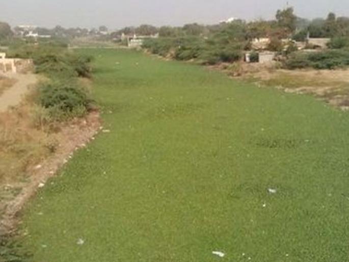 Waterplants in Morna river; Danger to health for residents | जलकुंभीमुळे नदीकाठच्या रहिवाशांचे आरोग्य धोक्यात Waterplants in Morna river; Danger to health for residents | जलकुंभीमुळे नदीकाठच्या रहिवाशांचे आरोग्य धोक्यात