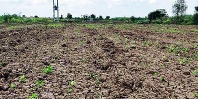 Verification report of non-germinated seeds is pending | न उगवलेल्या बियाण्यांच्या पडताळणीचे अहवाल प्रलंबितच Verification report of non-germinated seeds is pending | न उगवलेल्या बियाण्यांच्या पडताळणीचे अहवाल प्रलंबितच