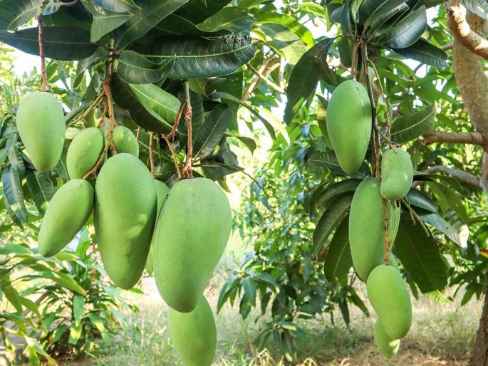 3.5 kg weight, price Rs 1200, only 10 trees left of this rare Noorjahan Mango, Madhya Pradesh government worried | ३.५ किलो वजन, १२०० रुपये किंमत, या दुर्मीळ आंब्याची उरलीत केवळ १० झाडं, मध्य प्रदेश सरकार चिंतीत 3.5 kg weight, price Rs 1200, only 10 trees left of this rare Noorjahan Mango, Madhya Pradesh government worried | ३.५ किलो वजन, १२०० रुपये किंमत, या दुर्मीळ आंब्याची उरलीत केवळ १० झाडं, मध्य प्रदेश सरकार चिंतीत