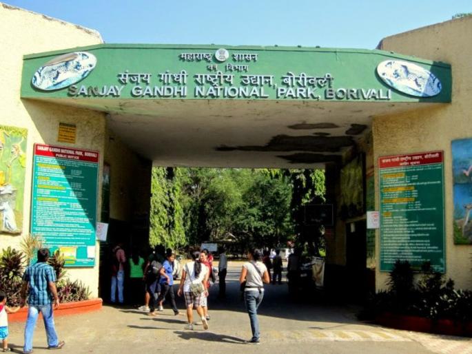 In the National Park, tigers and lions will get the partners | नॅशनल पार्कमध्ये वाघ-सिंहांना मिळणार जोडीदार In the National Park, tigers and lions will get the partners | नॅशनल पार्कमध्ये वाघ-सिंहांना मिळणार जोडीदार