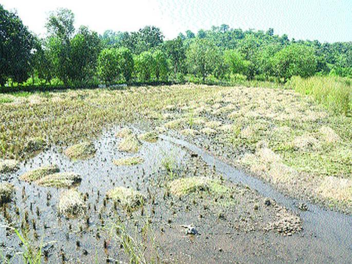 Paddy on 2 hectares in Panvel talukas due to premature rains | अवकाळी पावसामुळे पनवेल तालुक्यातील २०० हेक्टरवरील भातपीक वाया Paddy on 2 hectares in Panvel talukas due to premature rains | अवकाळी पावसामुळे पनवेल तालुक्यातील २०० हेक्टरवरील भातपीक वाया