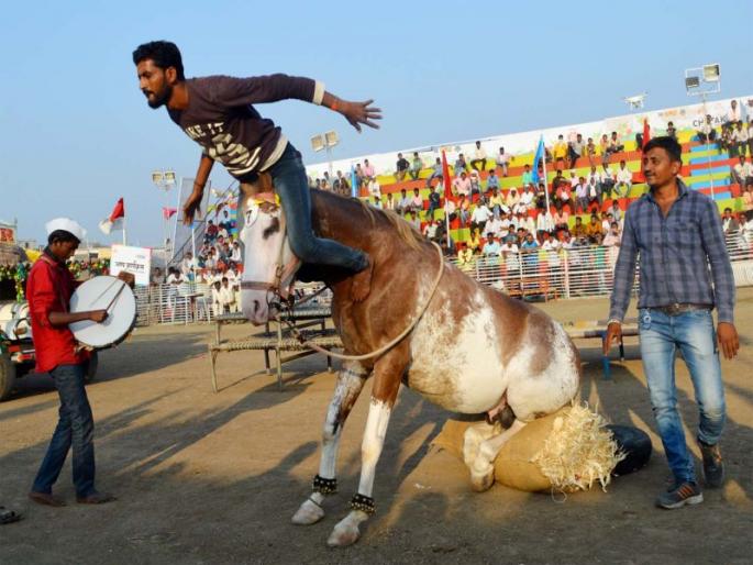 Chetak Festival: Ashvantyatya Tournament has gained the attention of the audience | चेतक फेस्टीवल : अश्वनृत्य स्पर्धेला प्रेक्षकांची भरभरुन मिळाली दाद Chetak Festival: Ashvantyatya Tournament has gained the attention of the audience | चेतक फेस्टीवल : अश्वनृत्य स्पर्धेला प्रेक्षकांची भरभरुन मिळाली दाद