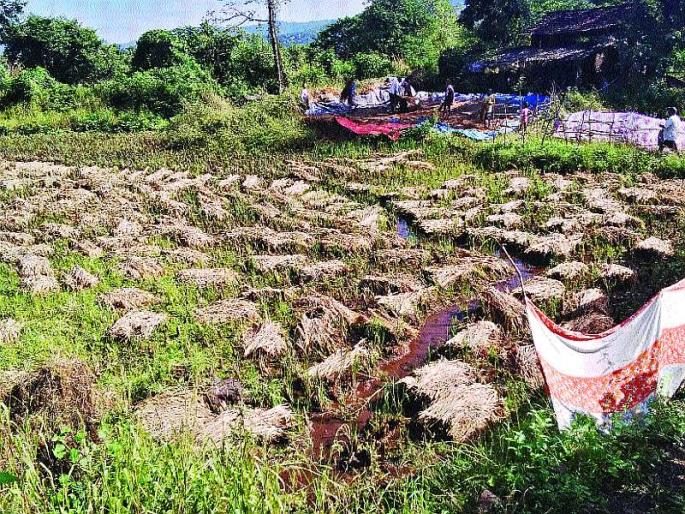 Kharif season wastes crops due to rain | अवकाळी पावसामुळे खरीप हंगामातील पीक वाया Kharif season wastes crops due to rain | अवकाळी पावसामुळे खरीप हंगामातील पीक वाया