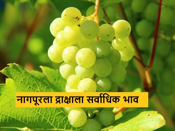Latest news Good market price for Nashik grapes in maharashtra state, see market prices | राज्यात नाशिकच्या द्राक्षांना चांगला बाजारभाव, असे आहेत आजचे द्राक्ष बाजारभाव  Latest news Good market price for Nashik grapes in maharashtra state, see market prices | राज्यात नाशिकच्या द्राक्षांना चांगला बाजारभाव, असे आहेत आजचे द्राक्ष बाजारभाव