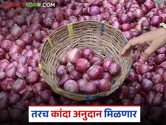 Latest news Kanda Anudan Farmer ID is required for onion subsidy, see subsidy approved district-wise | Kanda Anudan : कांदा अनुदानासाठी फार्मर आयडी आवश्यक, कोणत्या जिल्ह्याला किती पैसे मिळणार?