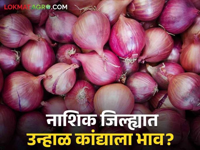 Latest News Todays kanda market in nashik market yard check here onion price | Kanda Bajarbhav : नाशिक जिल्ह्यातील बाजारात उन्हाळ कांद्याचा दर काय? वाचा आजचे बाजारभाव Latest News Todays kanda market in nashik market yard check here onion price | Kanda Bajarbhav : नाशिक जिल्ह्यातील बाजारात उन्हाळ कांद्याचा दर काय? वाचा आजचे बाजारभाव