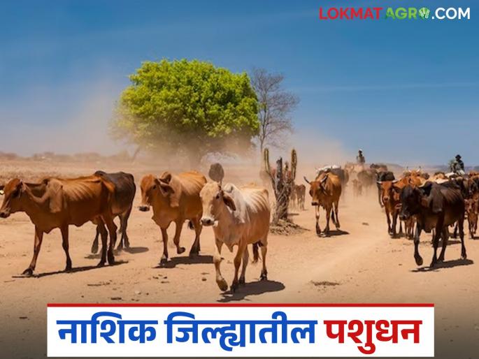 Latest News Agriculture News goat and poultry farming has increased in nashik district see details | Agriculture News : नाशिक जिल्ह्यात गाय म्हशींची संख्या घटली, तर शेळी, कुक्कुटपालन दीडपट वाढलं....  Latest News Agriculture News goat and poultry farming has increased in nashik district see details | Agriculture News : नाशिक जिल्ह्यात गाय म्हशींची संख्या घटली, तर शेळी, कुक्कुटपालन दीडपट वाढलं....