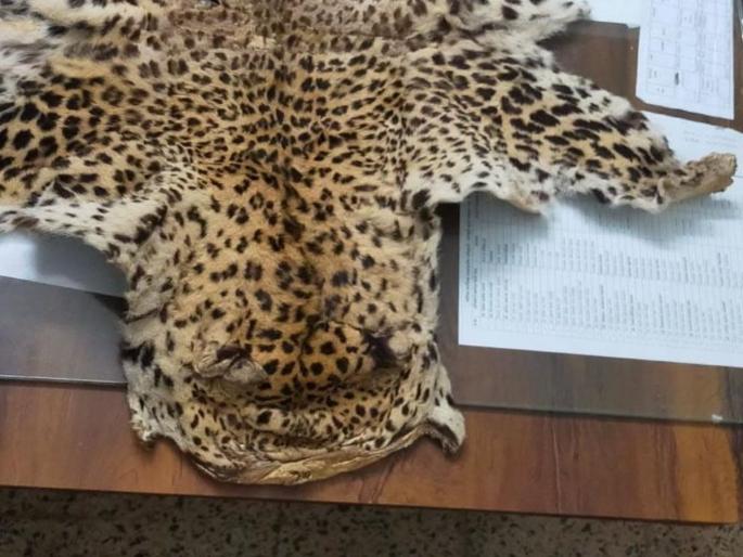 smuggling of leopard skins, chinkara and nilgai horns; Three youths in the forest department's trap | बिबट्याची कातडी, चिंकारा अन निलगायीच्या शिंगांची तस्करी; तिघे युवक वनखात्याच्या सापळ्यात smuggling of leopard skins, chinkara and nilgai horns; Three youths in the forest department's trap | बिबट्याची कातडी, चिंकारा अन निलगायीच्या शिंगांची तस्करी; तिघे युवक वनखात्याच्या सापळ्यात