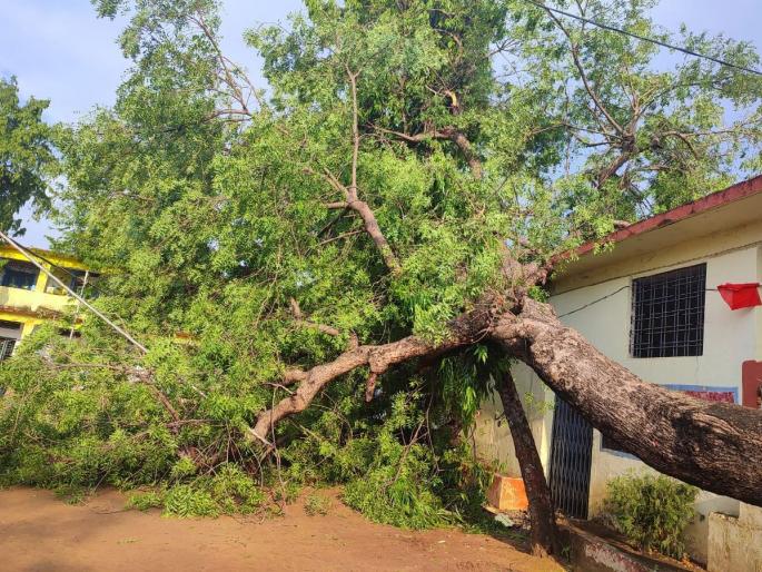 Bad weather hit Bhandara district again | भंडारा जिल्ह्याला पुन्हा अवकाळीचा फटका, झाड उन्मूळून घरावर कोसळले Bad weather hit Bhandara district again | भंडारा जिल्ह्याला पुन्हा अवकाळीचा फटका, झाड उन्मूळून घरावर कोसळले