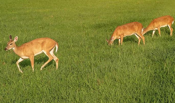 Nuisance of wild animals is beyond the control of the forest department | वन्यप्राण्यांचा उच्छाद वनविभागाच्या नियंत्रणाबाहेर Nuisance of wild animals is beyond the control of the forest department | वन्यप्राण्यांचा उच्छाद वनविभागाच्या नियंत्रणाबाहेर