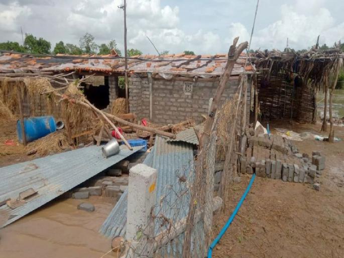 Goat farm raised by taking loans were destroyed by rain; young man's dream was swept away by the flood | कर्ज काढून उभे केलेले गोटफार्म पावसात उद्ध्वस्त; युवकाचे स्वप्न पुरात वाहून गेले Goat farm raised by taking loans were destroyed by rain; young man's dream was swept away by the flood | कर्ज काढून उभे केलेले गोटफार्म पावसात उद्ध्वस्त; युवकाचे स्वप्न पुरात वाहून गेले