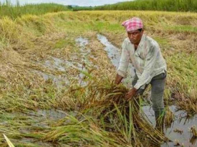 Fund of Rs 337 crore for those affected by untimely weather Information given by Minister Makarand Patil | ‘अवकाळी’ बाधितांना ३३७ कोटी ४१ लाखांचा निधी, राज्यातील ३ लाख ९८ हजार शेतकऱ्यांना दिलासा Fund of Rs 337 crore for those affected by untimely weather Information given by Minister Makarand Patil | ‘अवकाळी’ बाधितांना ३३७ कोटी ४१ लाखांचा निधी, राज्यातील ३ लाख ९८ हजार शेतकऱ्यांना दिलासा