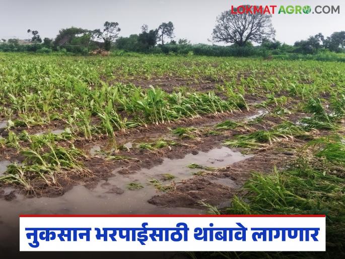Farmers without Farmer ID will get money in their accounts after doing KYC on 'this' number | फार्मर आयडी नसलेल्या शेतकऱ्यांनी 'या' नंबरवर केवायसी केल्यानंतर खात्यात येणार पैसे
