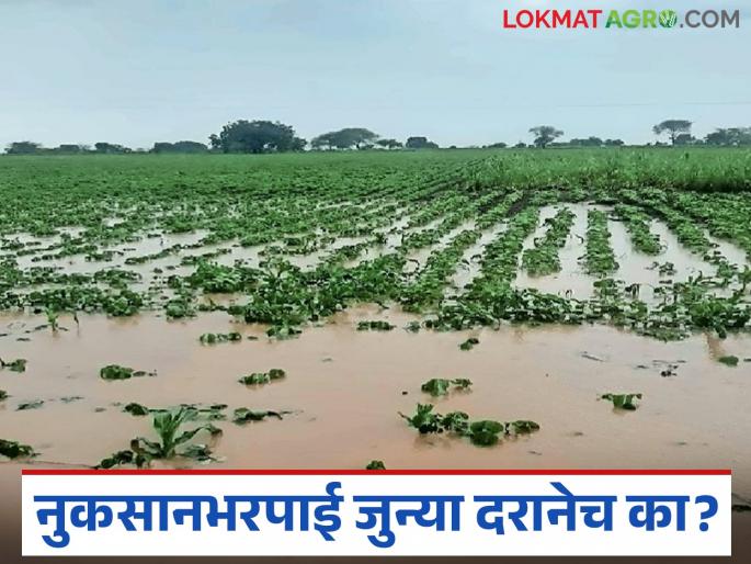 latest news Crop Damage Compensation : Shock to farmers in Marathwada; Compensation at old rate read in details | Crop Damage Compensation : मराठवाड्यातील शेतकऱ्यांना धक्का; जुन्या दरानेच नुकसानभरपाई वाचा सविस्तर latest news Crop Damage Compensation : Shock to farmers in Marathwada; Compensation at old rate read in details | Crop Damage Compensation : मराठवाड्यातील शेतकऱ्यांना धक्का; जुन्या दरानेच नुकसानभरपाई वाचा सविस्तर