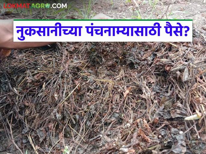 Latest news Avkali Paus Nuksan Are you being charged for damage assessment Read in detail | नुकसानीच्या पंचनाम्यासाठी तुमच्याकडून पैसे घेतले जात आहेत का? वाचा सविस्तर 