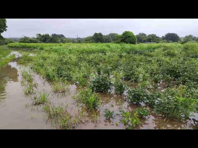 Due to heavy rain 2.4 lakh hectares affected, 610 animals died, Panchnama started | अवकाळीमुळे २.४ लाख हेक्टर बाधित, ६१० जनावरांचा मृत्यू, पंचनामे सुरु Due to heavy rain 2.4 lakh hectares affected, 610 animals died, Panchnama started | अवकाळीमुळे २.४ लाख हेक्टर बाधित, ६१० जनावरांचा मृत्यू, पंचनामे सुरु