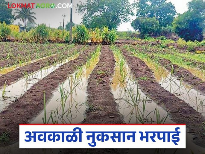 latest News Farmers in chandrapur district received compensation for untimely losses, read in detail | 'या' जिल्ह्यातील शेतकऱ्यांना अवकाळीची नुकसान भरपाई आली, वाचा सविस्तर  latest News Farmers in chandrapur district received compensation for untimely losses, read in detail | 'या' जिल्ह्यातील शेतकऱ्यांना अवकाळीची नुकसान भरपाई आली, वाचा सविस्तर