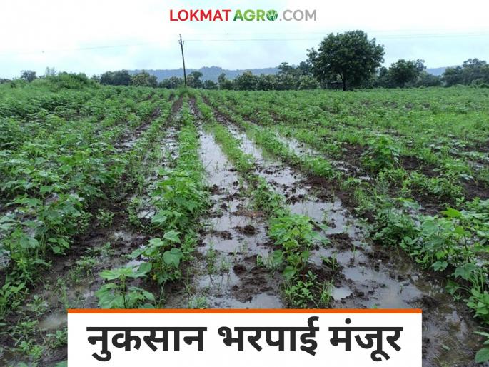Latest News Nuksan Bharpai crop damage Rs 733 crore fund approved for compensation of remaining farmers | Nuksan Bharpai : उर्वरित शेतकऱ्यांची नुकसान भरपाई मंजूर, कोणत्या जिल्ह्याला किती अनुदान? 