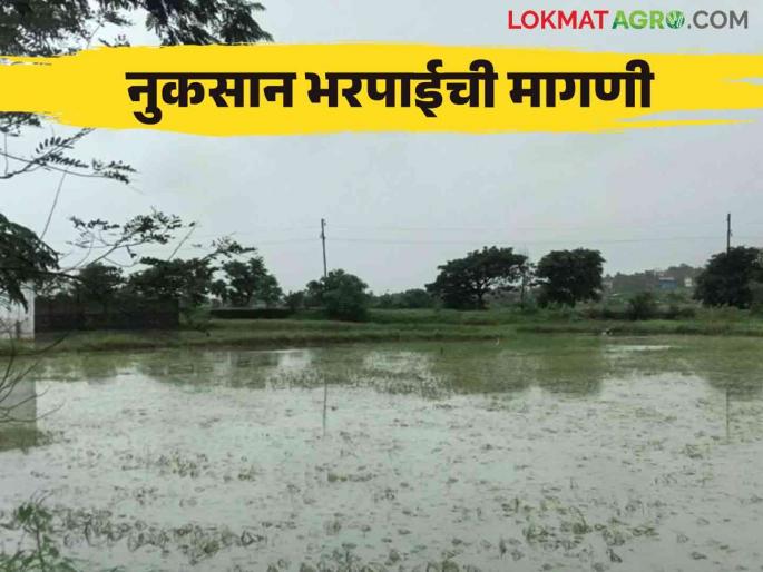 Ativruti Nuksan Bharpai : crop damage due to rain | Ativruti Nuksan Bharpai : दीड महिन्यात शेतीमालाचे नुकसान; २५२ कोटी रुपयांची शासनाकडे मागणी Ativruti Nuksan Bharpai : crop damage due to rain | Ativruti Nuksan Bharpai : दीड महिन्यात शेतीमालाचे नुकसान; २५२ कोटी रुपयांची शासनाकडे मागणी
