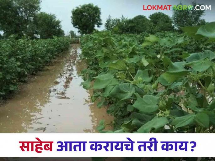 Heavy rains in 13 mandals of Buldhana district, farmers desperate; Eyes on the help of the administration | बुलढाणा जिल्ह्यात १३ मंडळांमध्ये अतिवृष्टी, शेतकरी हतबल; प्रशासनाच्या मदतीकडे डोळे Heavy rains in 13 mandals of Buldhana district, farmers desperate; Eyes on the help of the administration | बुलढाणा जिल्ह्यात १३ मंडळांमध्ये अतिवृष्टी, शेतकरी हतबल; प्रशासनाच्या मदतीकडे डोळे