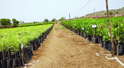 Biloli Forest Department raises half a million seedlings | बिलोली वन विभागाने वाढविली दीड लाख रोपे