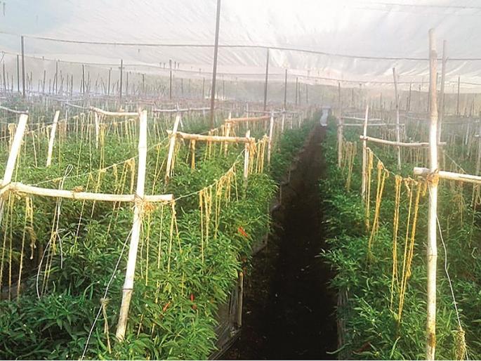 The farmer of Vasmat should not be concerns of market place or cost due to seed production | वसमतच्या शेतकऱ्याला बीजोत्पादनाच्या प्रकल्पाने ना बाजाराची चिंता ना भावाची काळजी The farmer of Vasmat should not be concerns of market place or cost due to seed production | वसमतच्या शेतकऱ्याला बीजोत्पादनाच्या प्रकल्पाने ना बाजाराची चिंता ना भावाची काळजी