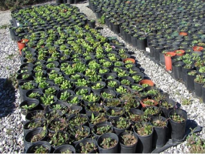 My Agriculture Scheme : Nursery Strengthening Scheme | माझी कृषी योजना : रोपवाटिका बळकटीकरण My Agriculture Scheme : Nursery Strengthening Scheme | माझी कृषी योजना : रोपवाटिका बळकटीकरण