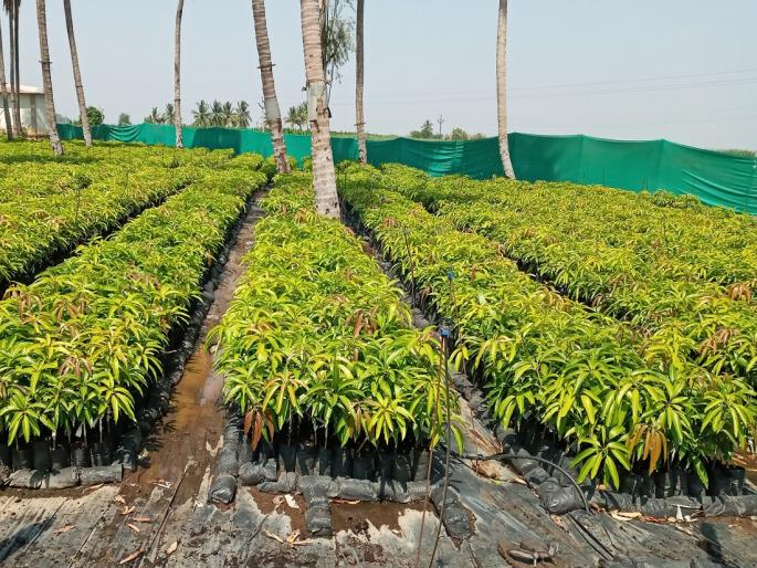 A new nursery law will be brought in to control fruit plants illegally imported from other states | इतर राज्यातून अवैधरित्या येणाऱ्या फळ रोपांच्या नियंत्रणासाठी नवीन रोपवाटिका कायदा आणणार A new nursery law will be brought in to control fruit plants illegally imported from other states | इतर राज्यातून अवैधरित्या येणाऱ्या फळ रोपांच्या नियंत्रणासाठी नवीन रोपवाटिका कायदा आणणार