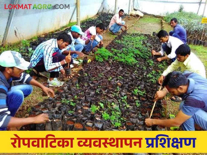 Latest News nursery management 05 days training on nursery management in krushi vidnyan kendra hingoli | Nursery Management : रोपवाटिका व्यवस्थापन प्रशिक्षण करायचंय? 'या' कृषी सेवा केंद्रात संपर्क साधा...  Latest News nursery management 05 days training on nursery management in krushi vidnyan kendra hingoli | Nursery Management : रोपवाटिका व्यवस्थापन प्रशिक्षण करायचंय? 'या' कृषी सेवा केंद्रात संपर्क साधा...