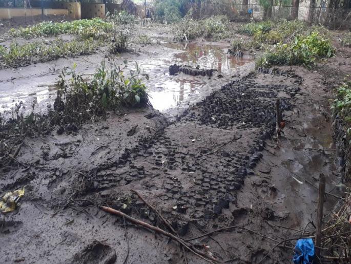 One and a half lakh seedlings in forest department nurseries | वनविभागाच्या रोपवाटिकांमधील दीड लाख रोपांचे नुकसान One and a half lakh seedlings in forest department nurseries | वनविभागाच्या रोपवाटिकांमधील दीड लाख रोपांचे नुकसान