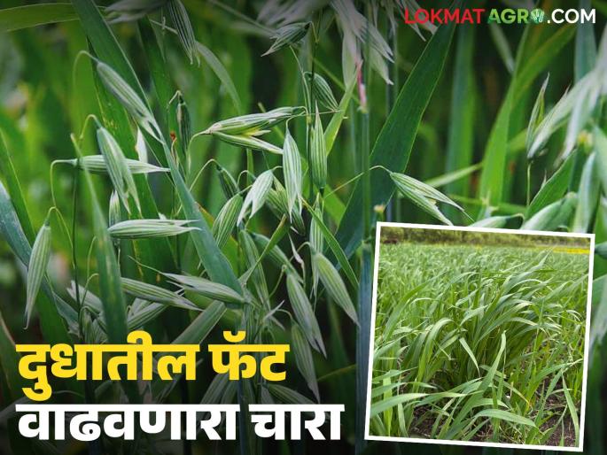 Feeding 'this' fodder to dairy animals increases milk production and fat; How will you cultivate it? | दुभत्या जनावरांना 'हा' चारा दिल्यास दूध उत्पादनात व फॅटमध्ये होतेय वाढ; कशी कराल लागवड?