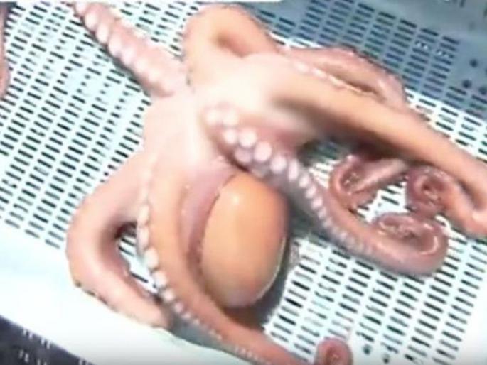 FIFA Football World Cup 2018: ... and he has sold the 'Futurist' octopus to the market! | FIFA Football World Cup 2018 : ...अन् त्याने 'भविष्यवेत्ता' ऑक्टोपस बाजारात नेऊन विकला!