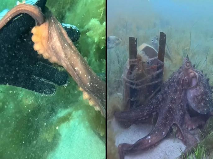 video: Octopus grabs female diver's hand and shows her the way to treasure | video: ऑक्टोपसने पकडला महिला डायव्हरचा हात अन् दाखवला खजिन्याचा मार्ग... video: Octopus grabs female diver's hand and shows her the way to treasure | video: ऑक्टोपसने पकडला महिला डायव्हरचा हात अन् दाखवला खजिन्याचा मार्ग...
