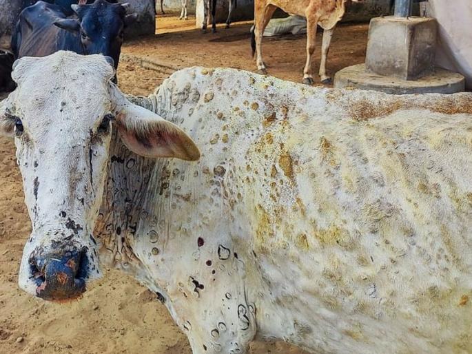 103 animals affected by lumpy disease in Thane; Four animals died | ठाण्यात लम्पी आजाराने १०३ जनावरे बाधित; चार जनावरांचा मृत्यू 103 animals affected by lumpy disease in Thane; Four animals died | ठाण्यात लम्पी आजाराने १०३ जनावरे बाधित; चार जनावरांचा मृत्यू