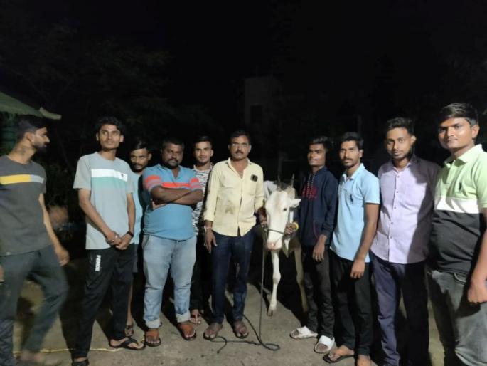 Rescue of 58 animals brought for slaughter | कत्तलीसाठी आणलेल्या ५८ जनावरांची सुटका Rescue of 58 animals brought for slaughter | कत्तलीसाठी आणलेल्या ५८ जनावरांची सुटका