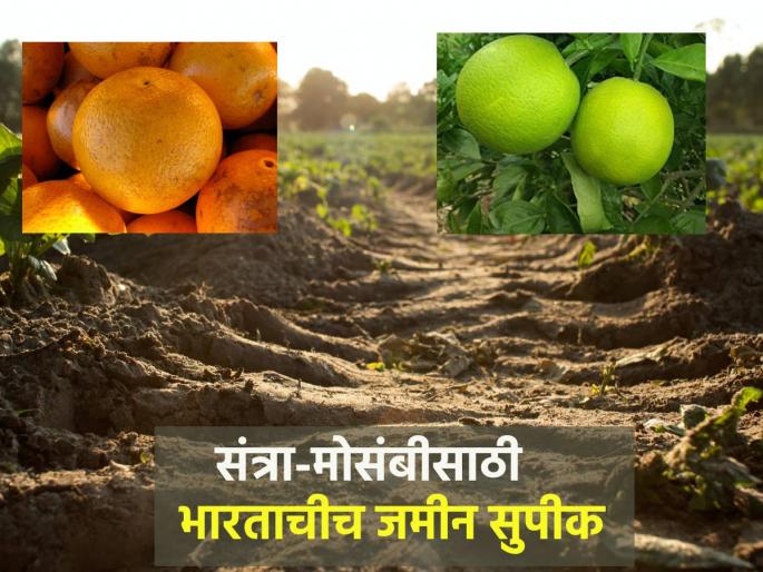 Indian soil is more fertile for oranges than America | अमेरिकेपेक्षा भारतीय जमीन संत्रा-मोसंबीसाठी सुपीक Indian soil is more fertile for oranges than America | अमेरिकेपेक्षा भारतीय जमीन संत्रा-मोसंबीसाठी सुपीक