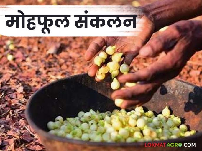 Latest News Keep these things in mind while collecting Mohachi fule, appeals Forest Department | Agriculture News : मोहाची फुले गोळा करतांना 'या' गोष्टी लक्षात ठेवा, वनविभागाचे आवाहन  Latest News Keep these things in mind while collecting Mohachi fule, appeals Forest Department | Agriculture News : मोहाची फुले गोळा करतांना 'या' गोष्टी लक्षात ठेवा, वनविभागाचे आवाहन