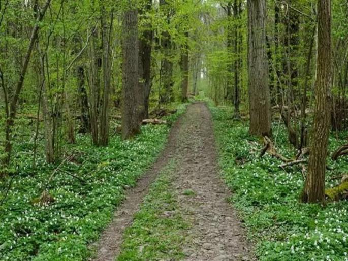 Stone pelted on forest personnel twice; Four people injured, night thrill in Garbardi forest | वन कर्मचाऱ्यांवर दोन वेळा दगडफेक; चार जण जखमी, गारबर्डी जंगलात रात्रीचा थरार  Stone pelted on forest personnel twice; Four people injured, night thrill in Garbardi forest | वन कर्मचाऱ्यांवर दोन वेळा दगडफेक; चार जण जखमी, गारबर्डी जंगलात रात्रीचा थरार