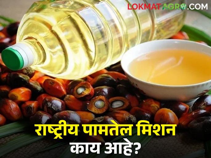Latest News National Edible Oil Mission to Increase Production in india | उत्पादन वाढविण्यासाठी राष्ट्रीय खाद्यतेल मिशन राबवलं जातयं, नेमकं हे मिशन काय आहे? Latest News National Edible Oil Mission to Increase Production in india | उत्पादन वाढविण्यासाठी राष्ट्रीय खाद्यतेल मिशन राबवलं जातयं, नेमकं हे मिशन काय आहे?