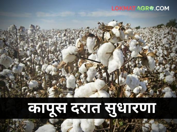 Cotton rates hiked on Budget day! See where the rate is? | अर्थसंकल्पाच्या दिवशी कापसाचे दर वाढले! पाहा कुठे किती मिळाला दर? Cotton rates hiked on Budget day! See where the rate is? | अर्थसंकल्पाच्या दिवशी कापसाचे दर वाढले! पाहा कुठे किती मिळाला दर?
