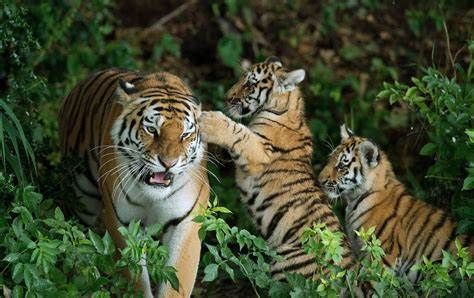 World Wildlife Day Special; Over 200 tigers were killed by poachers | जागतिक वन्यजीव दिवस विशेष; २०० वर वाघांचा शिकाऱ्यांनी घेतला बळी World Wildlife Day Special; Over 200 tigers were killed by poachers | जागतिक वन्यजीव दिवस विशेष; २०० वर वाघांचा शिकाऱ्यांनी घेतला बळी