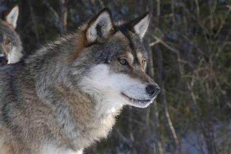 Another wolf in Melghat died by rabies; Bangalore Laboratory Report | मेळघाटातील दुसऱ्याही मृत लांडग्याला रेबीजच; बंगळुरु प्रयोगशाळेचा अहवाल Another wolf in Melghat died by rabies; Bangalore Laboratory Report | मेळघाटातील दुसऱ्याही मृत लांडग्याला रेबीजच; बंगळुरु प्रयोगशाळेचा अहवाल