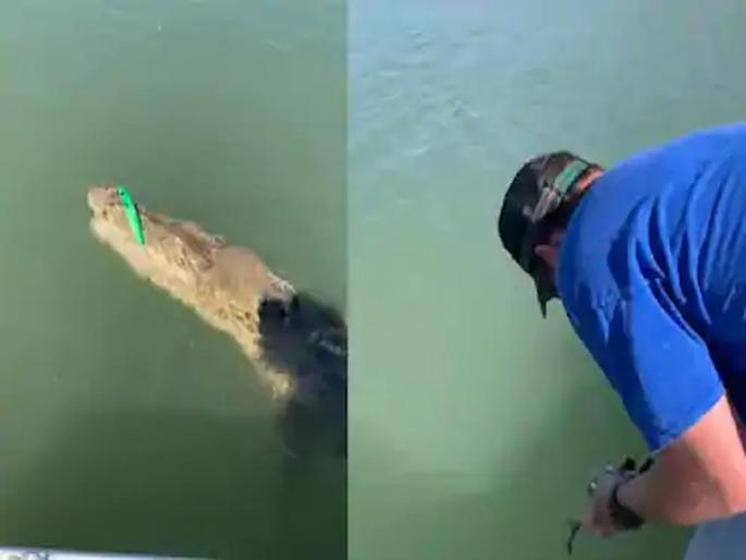 Man catch crocodile in hook horrifying video goes viral | Video : बापरे! मासे पकडण्यासाठी नदीत टाकलं जाळं, गळाला लागली मगर, अन् मग..... Man catch crocodile in hook horrifying video goes viral | Video : बापरे! मासे पकडण्यासाठी नदीत टाकलं जाळं, गळाला लागली मगर, अन् मग.....