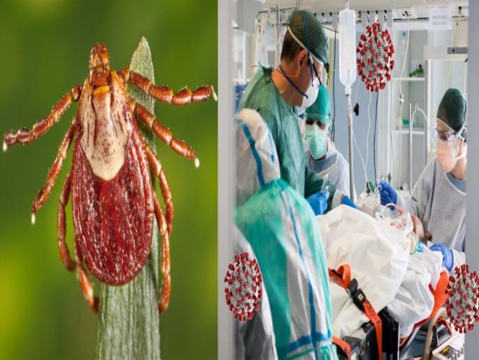 Maharashtra palghar district is on alert over congo fever know about this fever and symptoms | काळजी वाढली! महाराष्ट्रात होतोय भयंकर काँगो फीव्हरचा प्रसार; डॉक्टरांनी दिल्या 'या' महत्वाच्या सूचना  Maharashtra palghar district is on alert over congo fever know about this fever and symptoms | काळजी वाढली! महाराष्ट्रात होतोय भयंकर काँगो फीव्हरचा प्रसार; डॉक्टरांनी दिल्या 'या' महत्वाच्या सूचना