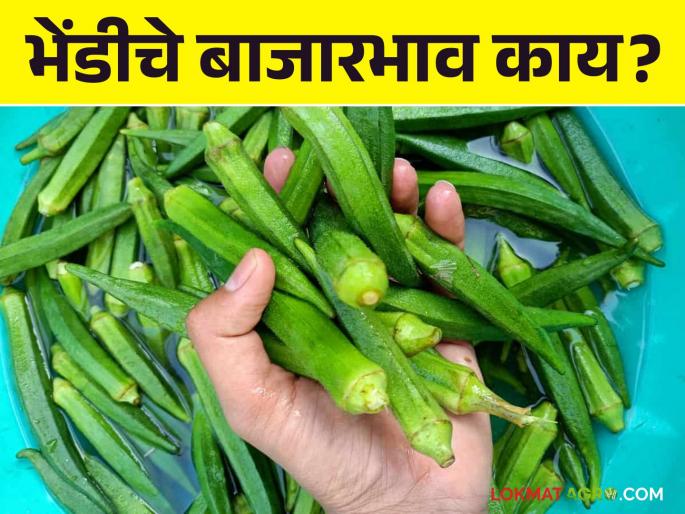 Okra Market : Okra got the highest price in Satara | Okra Market : भेंडीला मिळाला साताऱ्यात सर्वाधिक भाव Okra Market : Okra got the highest price in Satara | Okra Market : भेंडीला मिळाला साताऱ्यात सर्वाधिक भाव