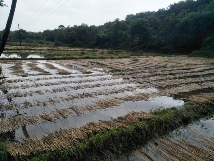 Crops on 22 thousand hectares damaged in Pune district in September; 53 thousand farmers affected | सप्टेंबरमध्ये पुणे जिल्ह्यात २२ हजार हेक्टरवरील पिकांचे नुकसान; ५३ हजार शेतकऱ्यांना फटका Crops on 22 thousand hectares damaged in Pune district in September; 53 thousand farmers affected | सप्टेंबरमध्ये पुणे जिल्ह्यात २२ हजार हेक्टरवरील पिकांचे नुकसान; ५३ हजार शेतकऱ्यांना फटका